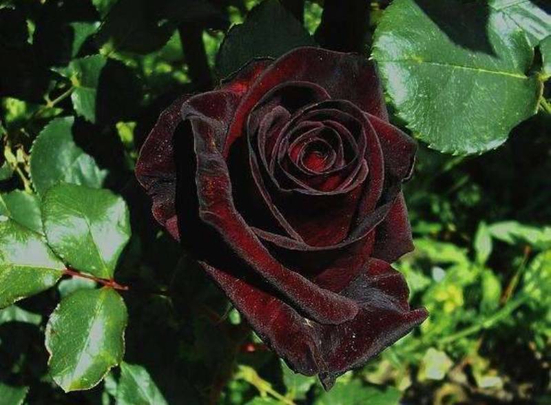 Чайно-гибридные розы: выращивание и уход в саду