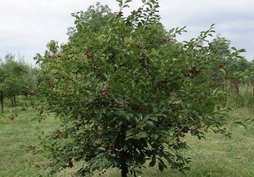 Урожайный сорт вишня брусницына: описание, характеристика