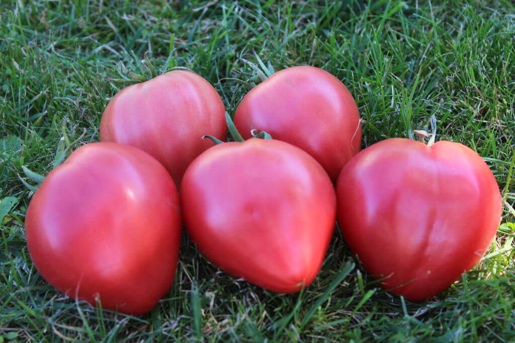 Описание томат «розовое сердце»