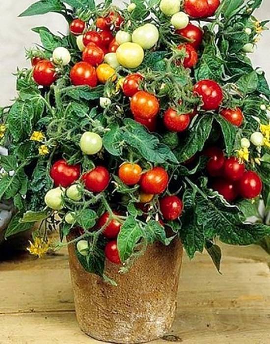 Оригинальный сорт для грядок и горшков — томат флорида петит: описание помидоров и советы по выращиванию