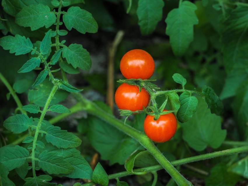 Выращивание томатов по лунному календарю в 2020 году