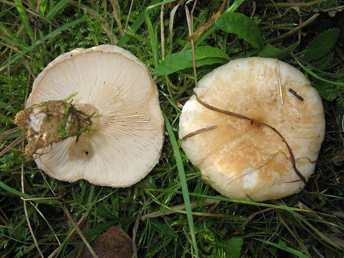 Белянки грибы как солить холодным способом