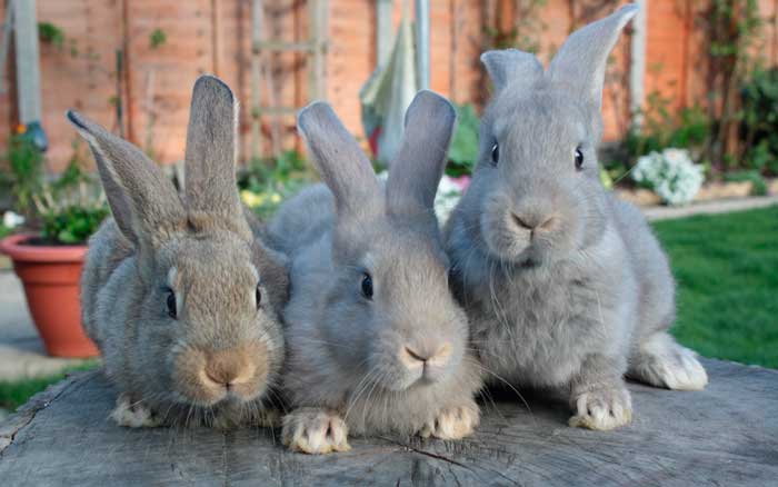 Как определить беременность крольчихи?