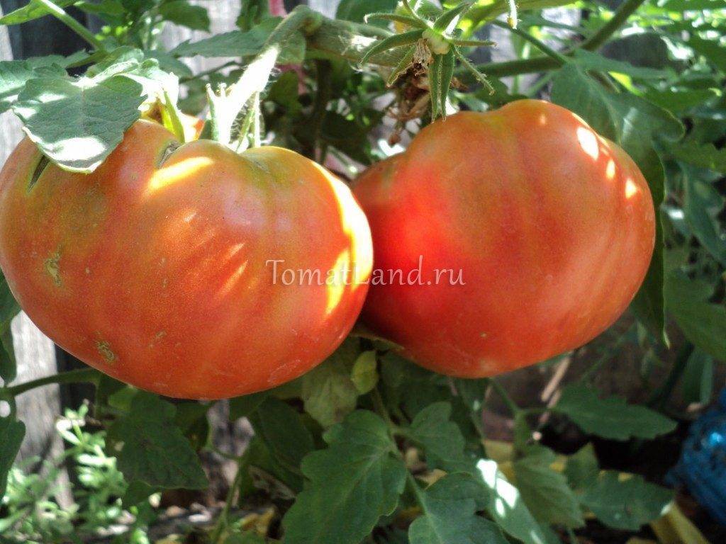 Описание сорта томата Бердский крупный и его характеристики