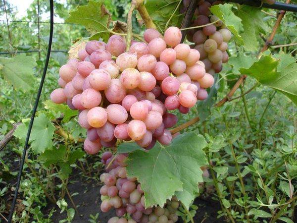 Виноград гарольд: лучший сорт для выращивания на севере россии