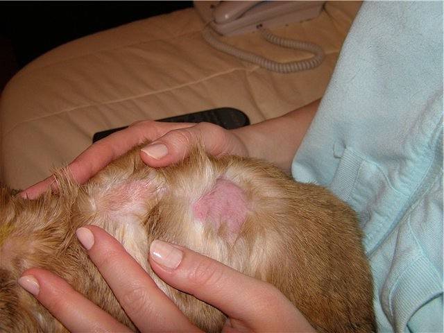 Кожные недуги у кроликов: как спасать ценную шубку?
