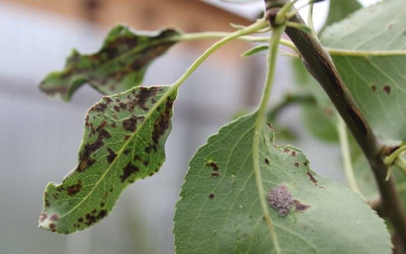 Борьба с вредителями грецкого ореха и лечение растения от болезней. как определить источник поражения?