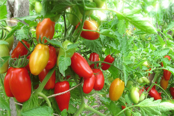 Описание сорта томата Красный клык, его характеристика и урожайность