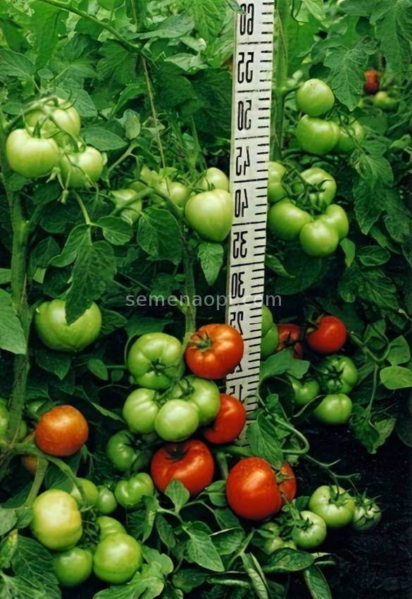 Особенности выращивания томата марьина роща — описание и характеристика сорта