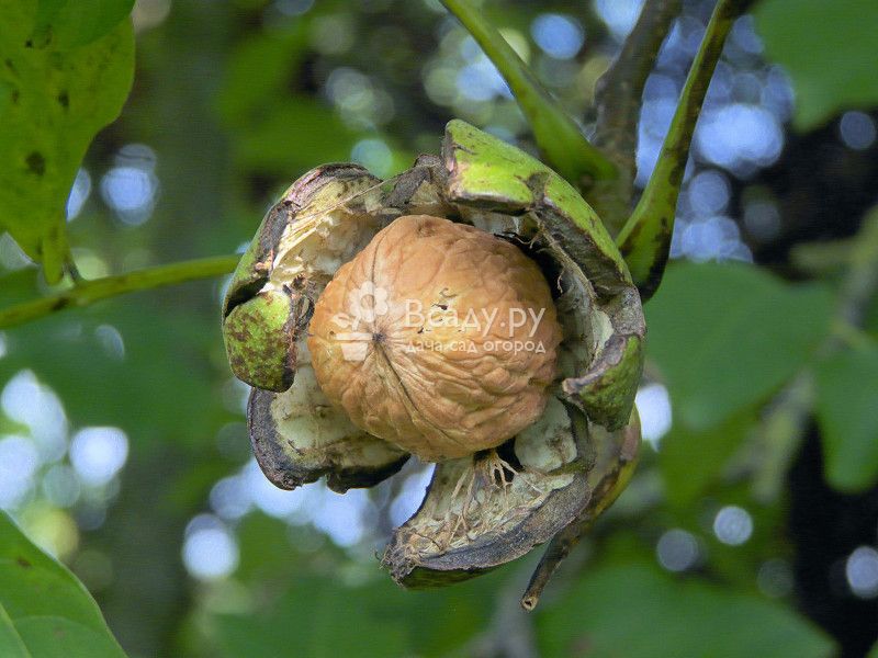 Особенности выращивания грецкого ореха из саженцев