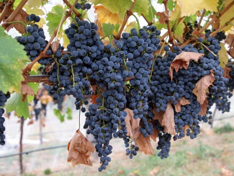 Медный купорос – простое и эффективное средство для профилактической обработки виноградника