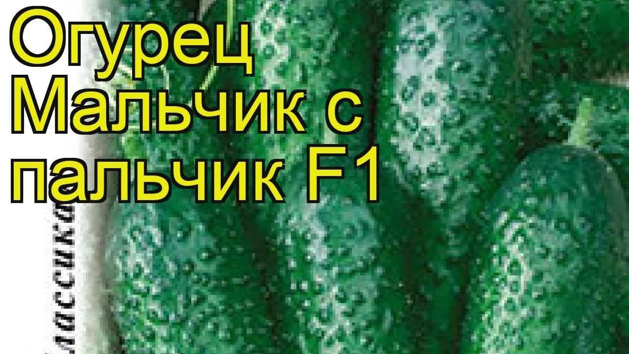 Огурец пальчик – высокорослый сорт со свойствами гибрида