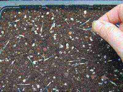 Многолетние бархатцы посадка и уход, выращивание из семян: когда сажать чернобривцы в открытый грунт, лечебные свойства и фото тагетес