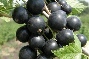 Чёрная смородина сорта пигмей — сладкие ягоды без особых хлопот