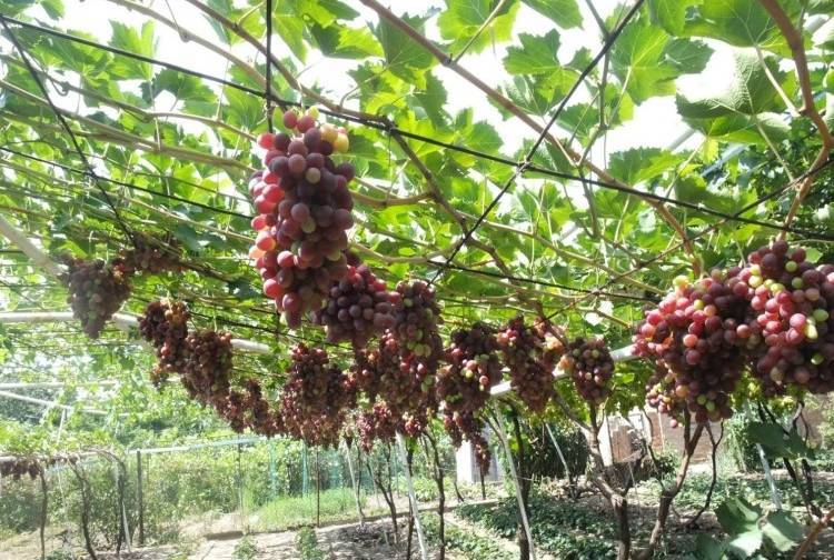 Технология выращивания винограда в теплице из поликарбоната, обрезка и уход