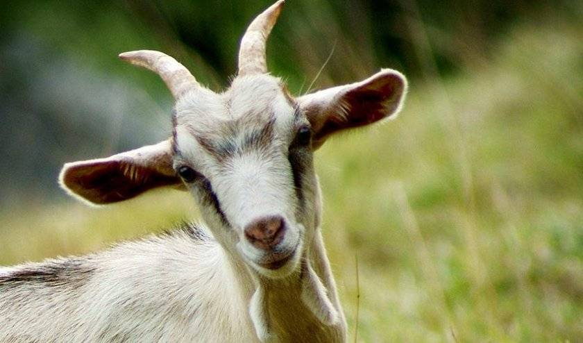 Как лечить понос у козлят и взрослых коз?