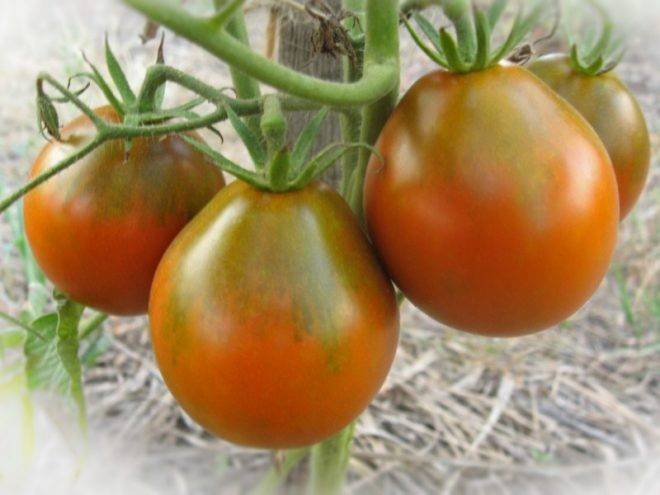 Красный, перцевидный томат «московская грушовка» — описание, выращивание, применение
