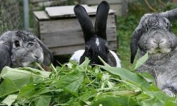 Можно ли кормить кроликов яблоками: с какого возраста и в каких количествах можно давать