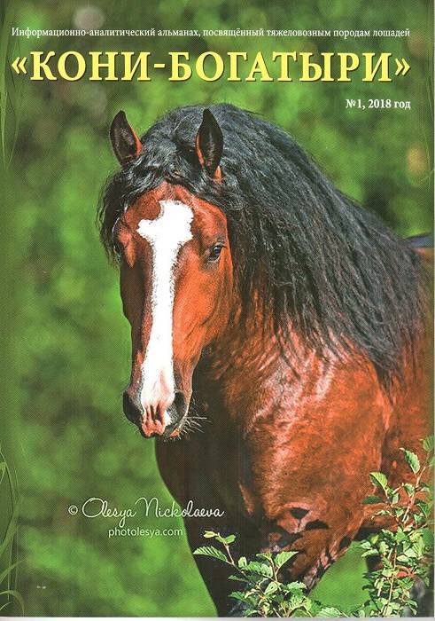 Описание лошадей белорусской упряжной породы и специфика их содержания
