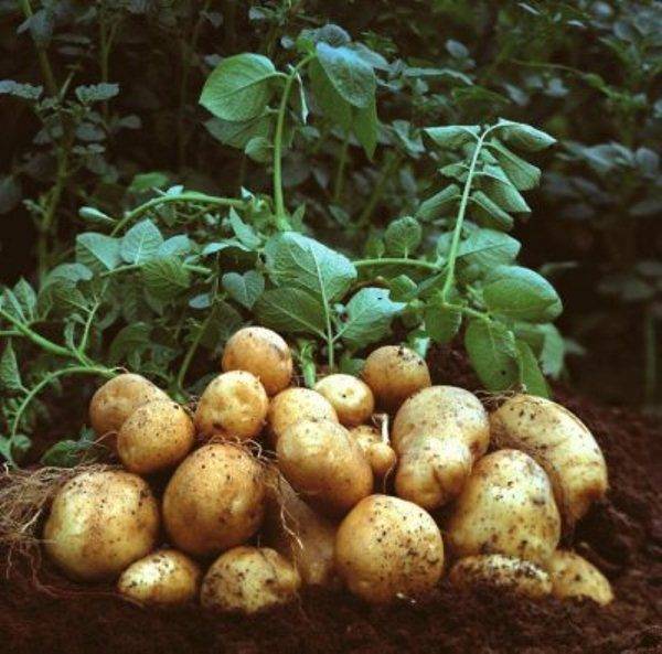 Сорт картофеля «тулеевский»: характеристика, урожайность, отзывы и фото
