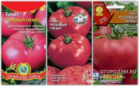 Характеристика и описание сорта томата Медовый гигант, его урожайность