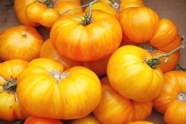 Сорта жёлтых и оранжевых томатов с фото и описанием