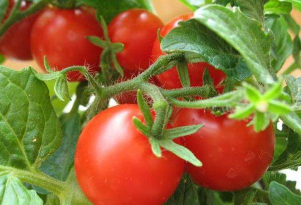 Способы выращивания рассады томатов