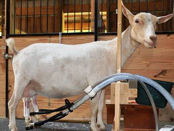 Размеры и чертежи сараев для коз, как сделать и обустроить своими руками