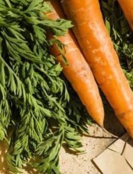 Выбираем способ посадки моркови без прореживания
