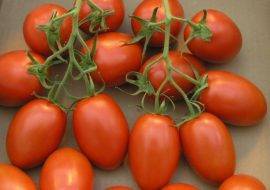 Сорт томата царь-колокол: описание и фото