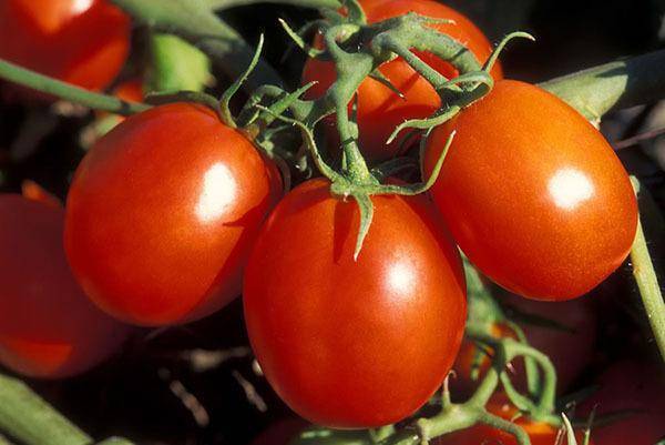 Описание и характеристики сорта томата засолочное чудо, его урожайность