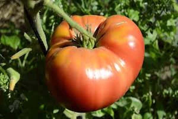 Вкусный и устойчивый к заболеваниям томат — сорт томата «малиновый великан»