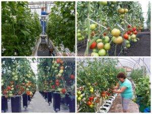 Основные правила выращивания томатов по голландской технологии