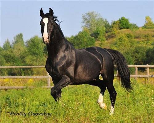 Алтайская порода лошадей: описание и характеристики, правила содержания