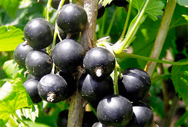 Сладкие сорта черной смородины для средней полосы — 16 лучших сортов