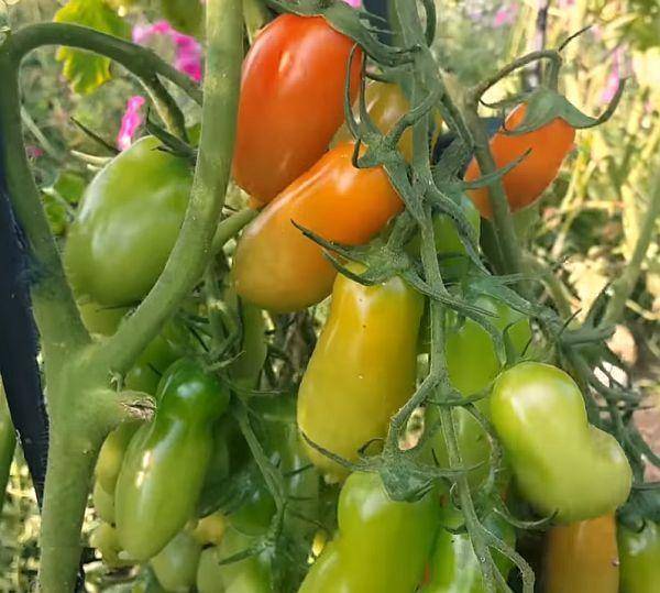 Вкусный и красивый томат «праздничный»: описание сорта и его особенности
