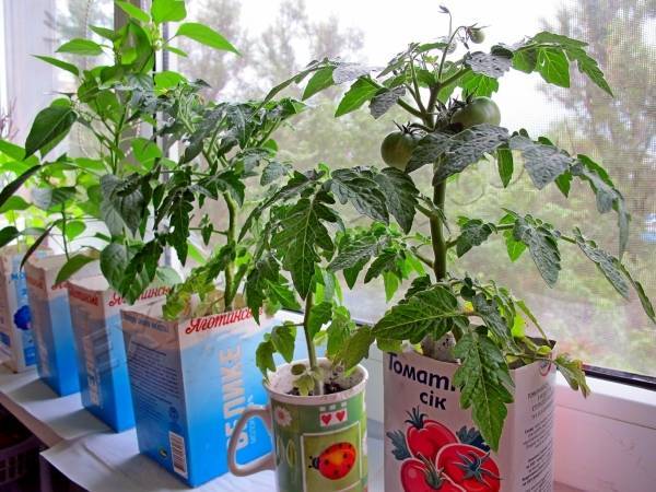 Пошаговый алгоритм выращивания помидоров на балконе