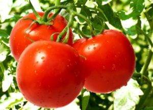 Описание гибрида: томаты «красная гвардия»