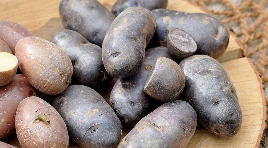 Ранние сорта картофеля: полный список