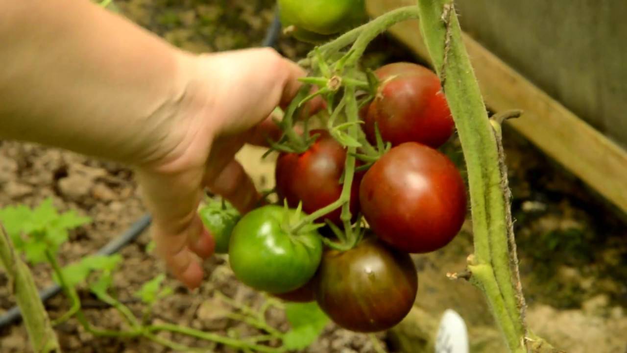 Компактные и яркие томаты балконное чудо