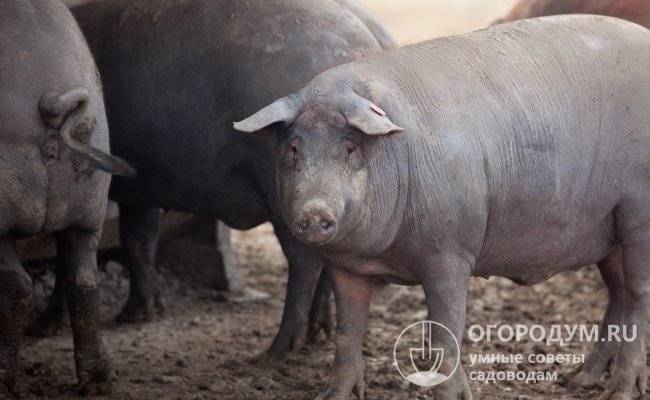 Характеристика и описание породы свиней мангалица венгерская, содержание и разведение