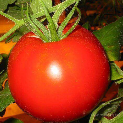 Описание сорта томата флорида f1 и его характеристика