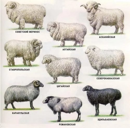 Виды классификации пород овец, по каким критериям разделяются и описание