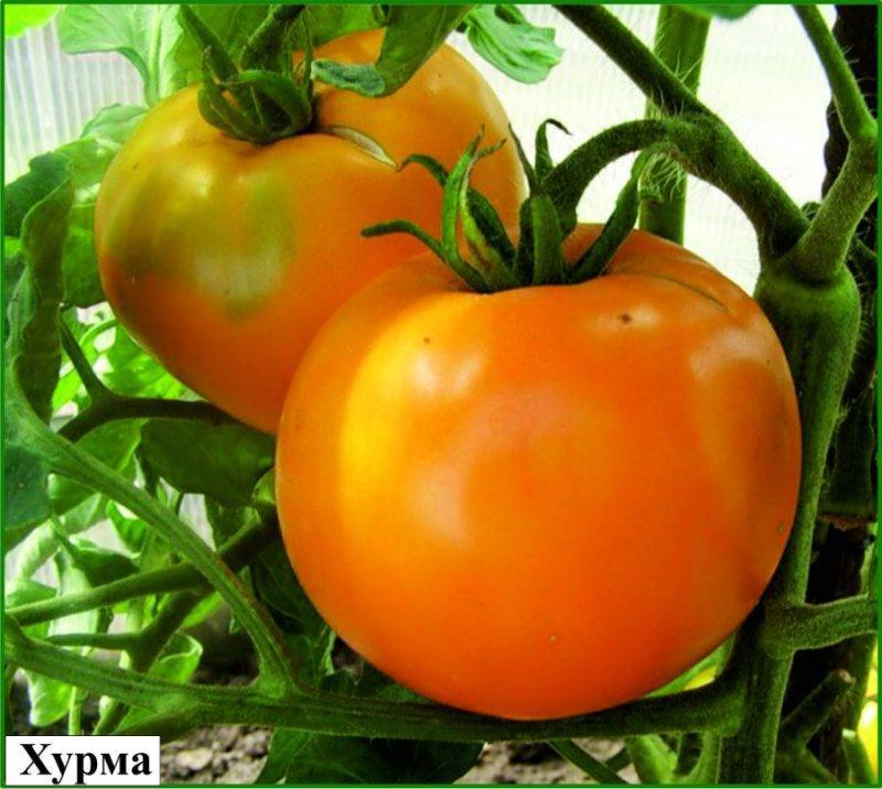 Помидор, который можно выращивать на балконе — сорт томата «титан»: фото и общее описание