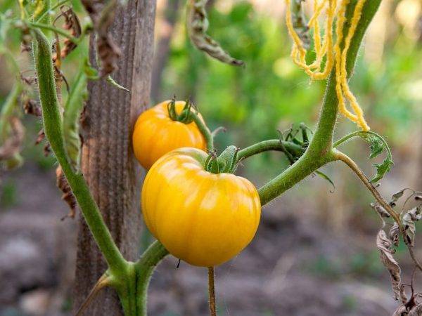 Фото, видео, отзывы, описание, характеристика, урожайность сорта помидора «золотая королева»