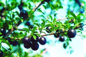 Описание гибрида сливы и вишни Омская ночка, история и особенности выращивания