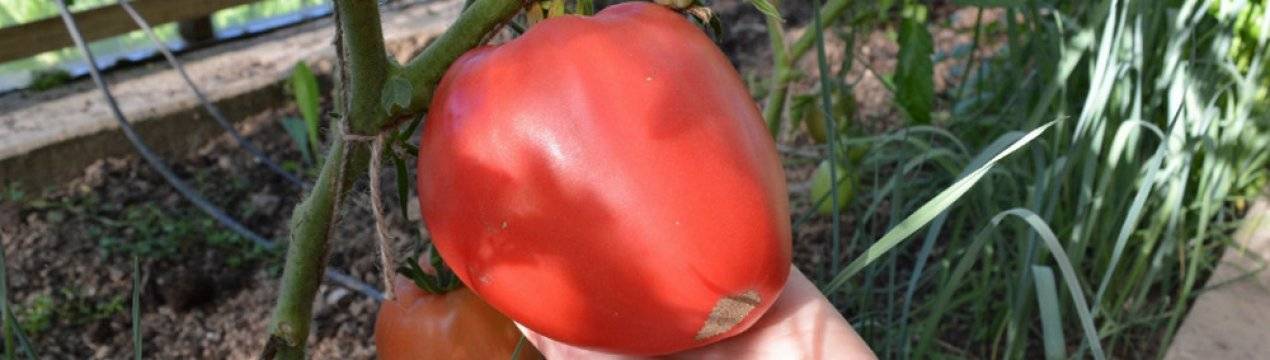 Правила выращивания, описание и характеристика томата настенька