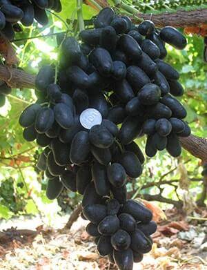 Описание и тонкости выращивания винограда сорта триумф