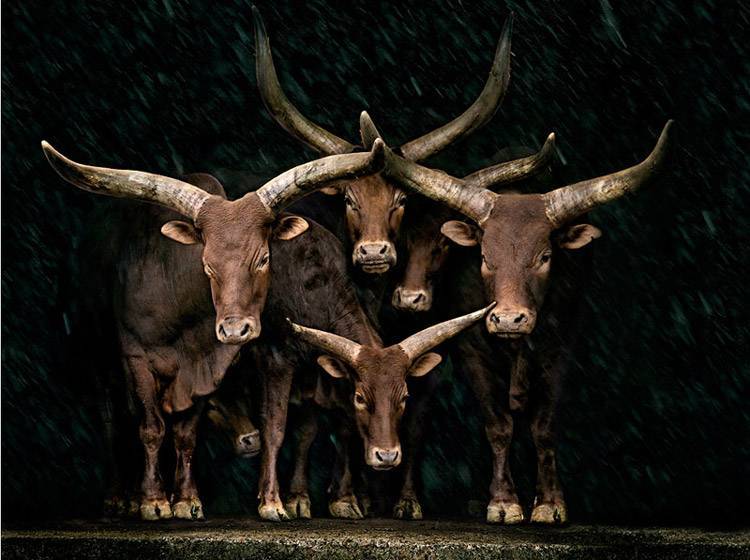 Самые большие в мире быки: животные-рекордсмены, крупнейшие породы коров