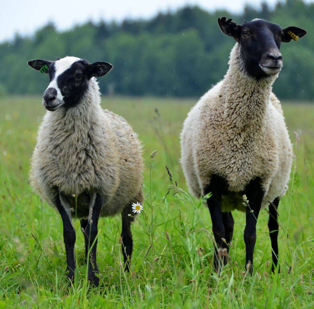 Описание и характеристики овец каракульской породы, правила разведения